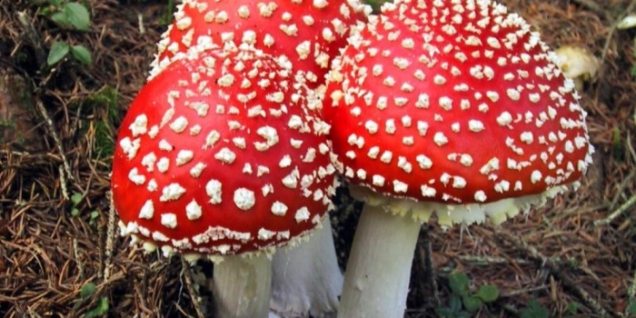 Мухомор сицилийский