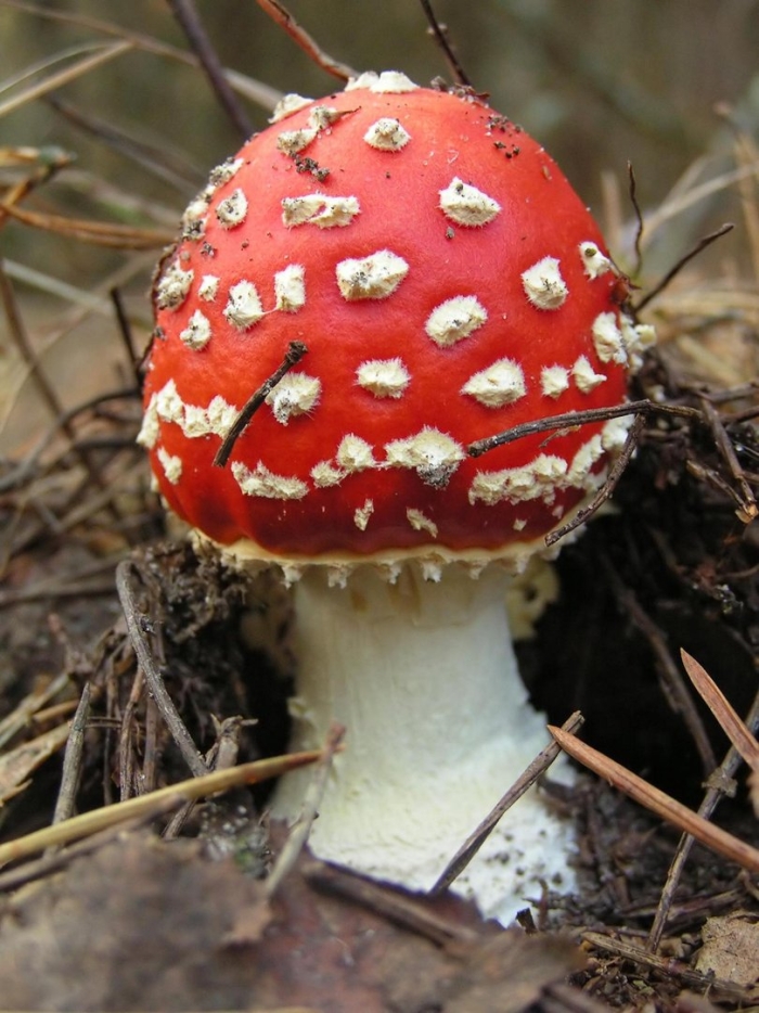 Мухомор пантерный и красный