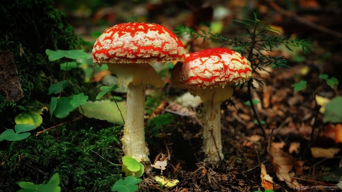 Мухомор красный (amanita muscaria)