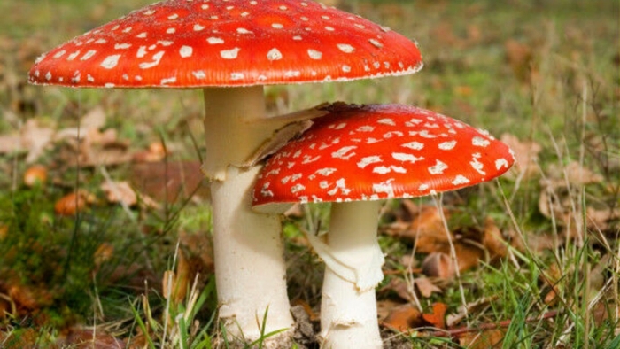 Маленький мухомор