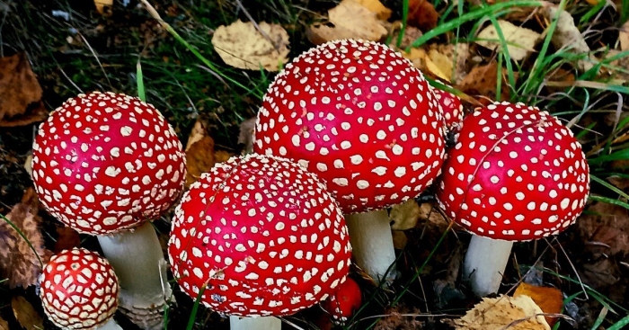 Тигровый мухомор