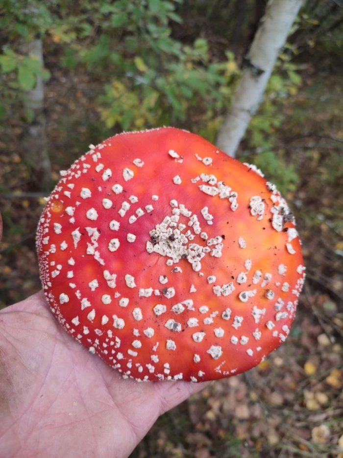 Ядовитый мухомор