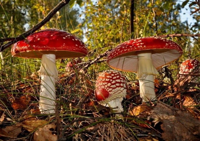 Мухомор amanita muscaria