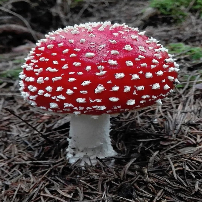 Agaricus muscarius — красный мухомор