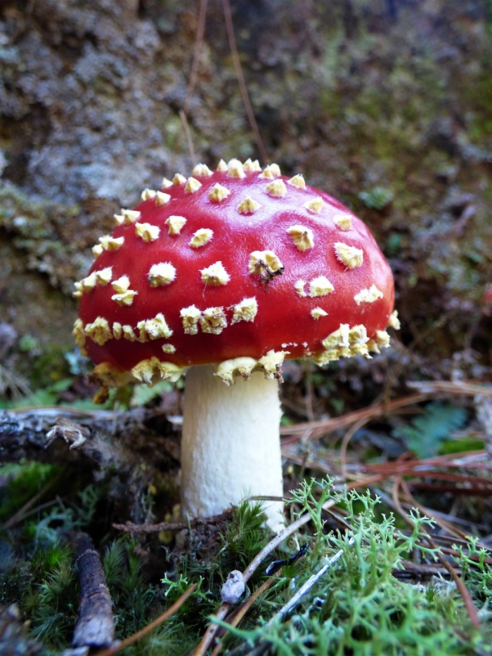 Amanita muscaria