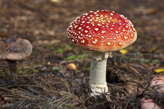 Мухомор пантерный