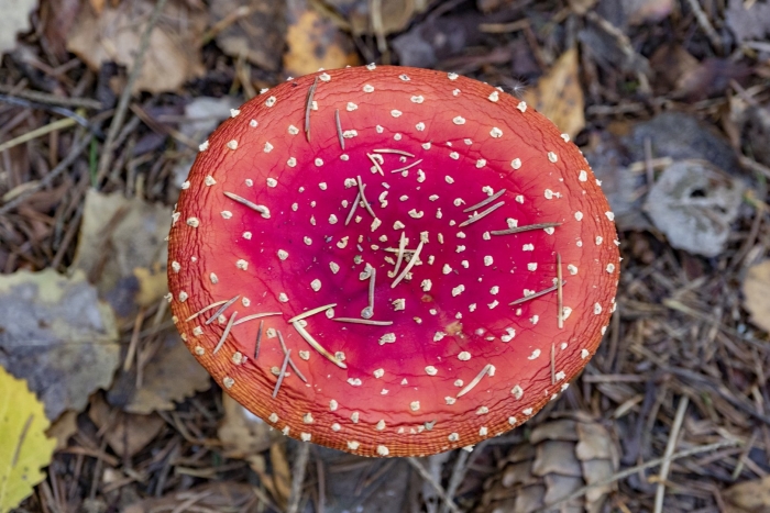 Большой мухомор