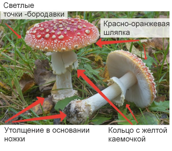 Agaricus muscarius — красный мухомор