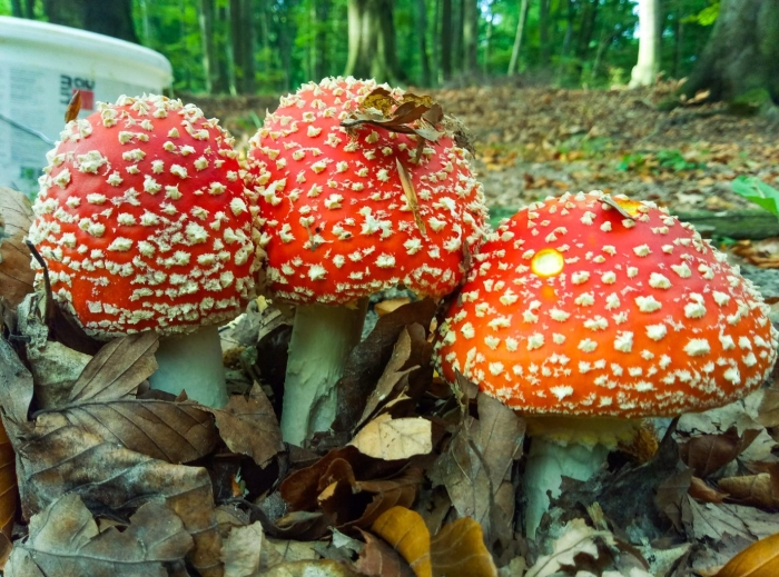 Мухомор ядовитый