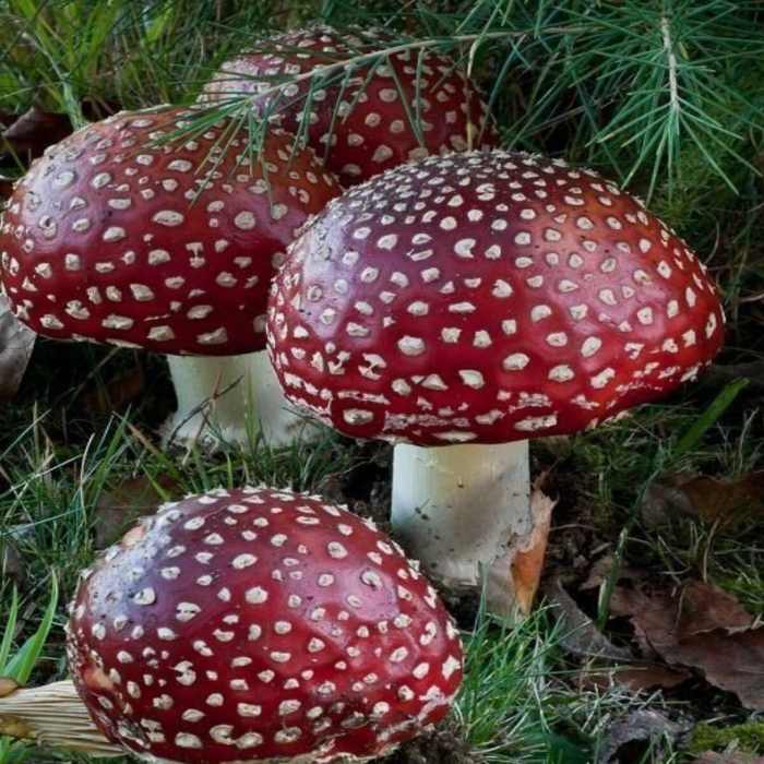 Много мухоморов