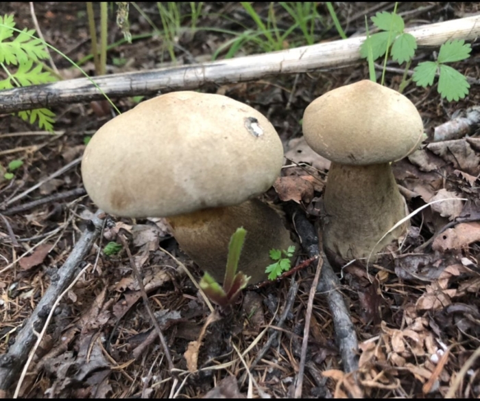 Ложные белые грибы