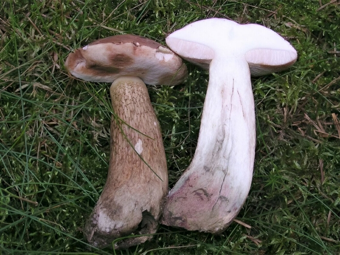 Горчак ложный белый гриб