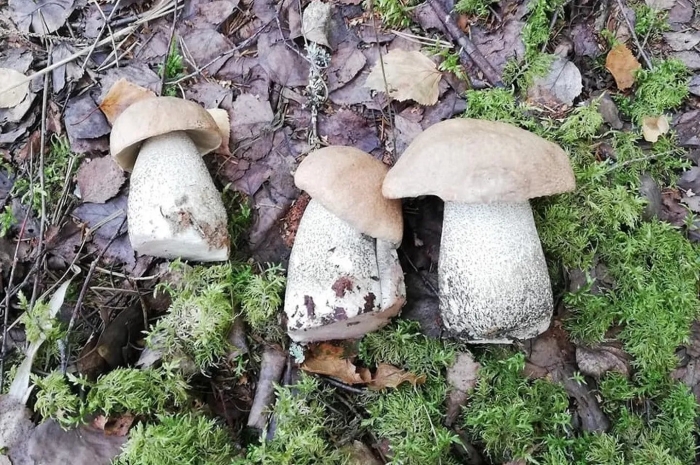 Ядовитые грибы в подмосковье