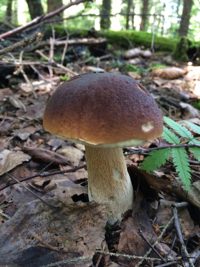 Несъедобные грибы ленинградской