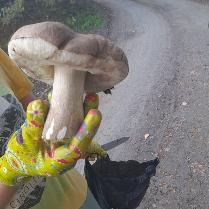 Гриб боровик переросток