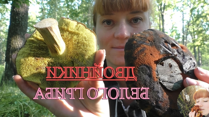 Моховик трещиноватый гриб