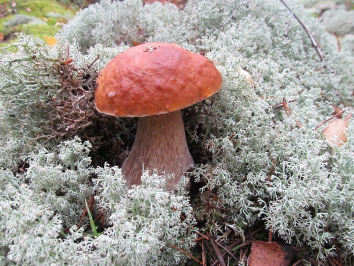 Грибы ямала