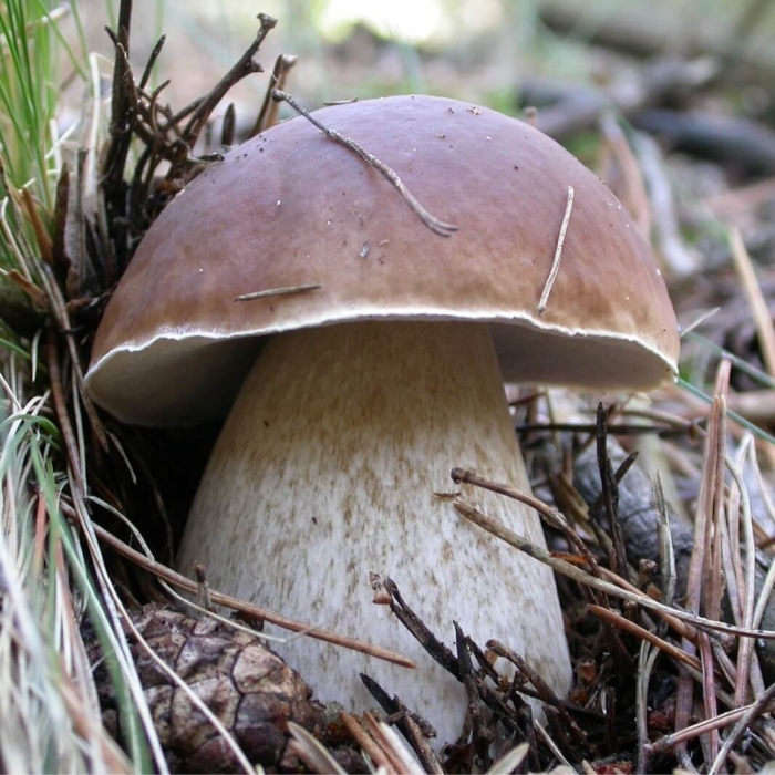 Белый гриб боровик