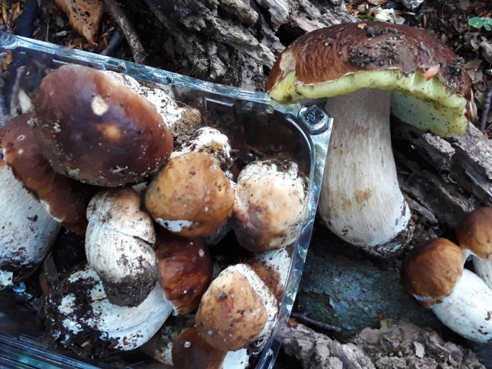 Чаудинский белый гриб