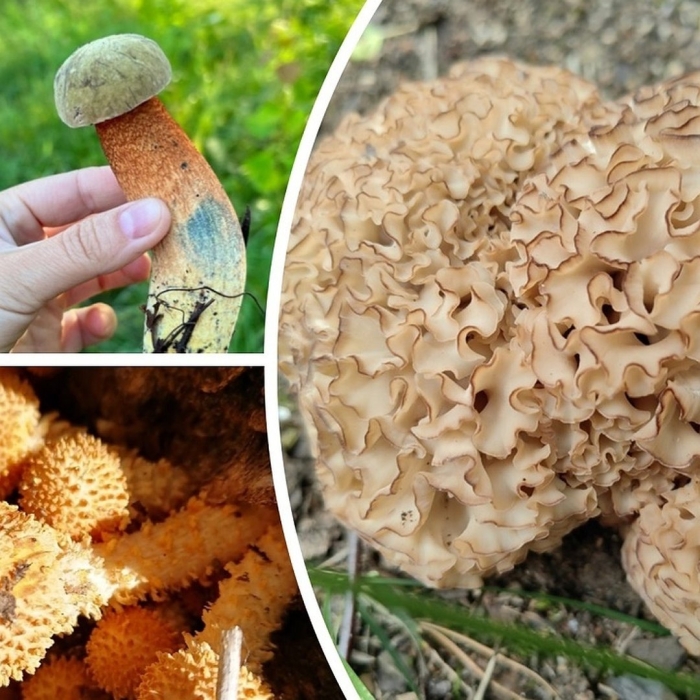 Спарассис курчавый