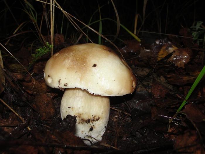 Белый гриб опасный двойник белого гриба