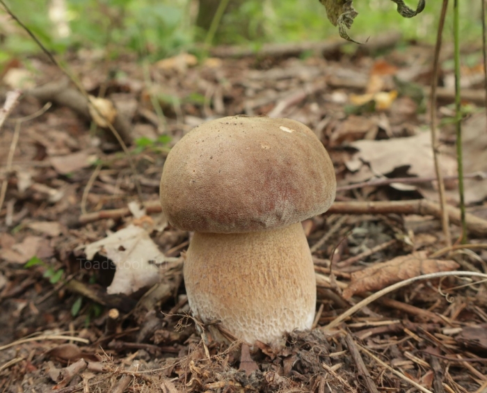 Белый гриб дубовый боровик сетчатый