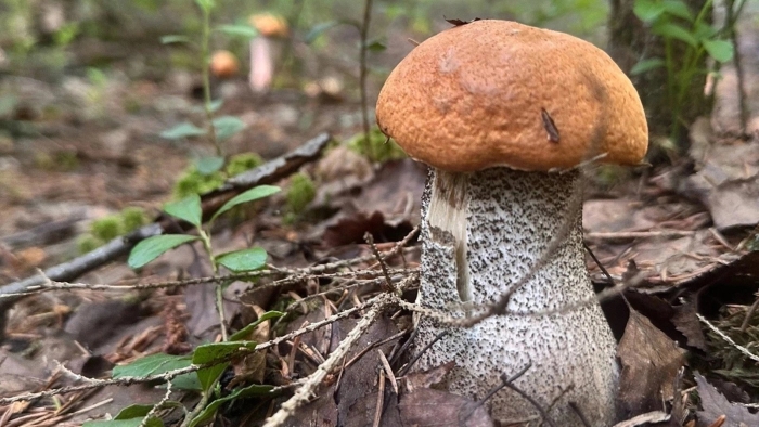 Подосиновик красный