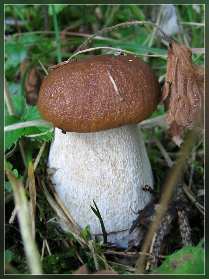 Царь гриб боровик