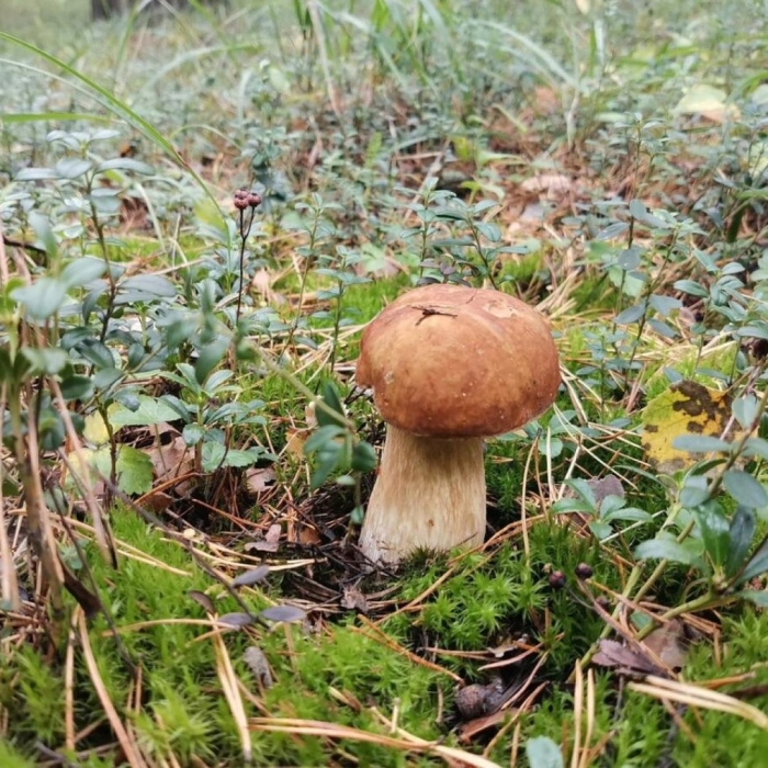 Белый гриб съедобный