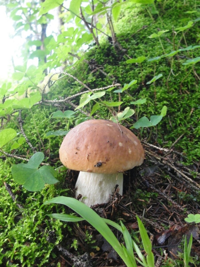 Боровик гриб