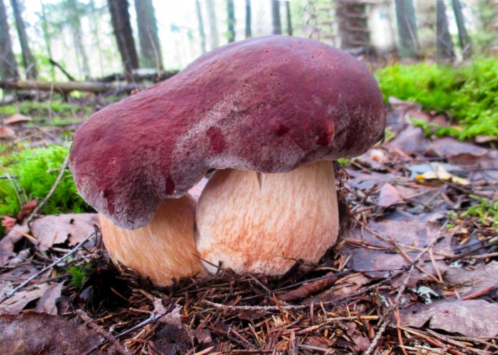 Ложный боровик белый гриб