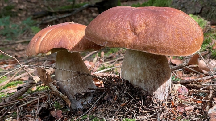 Ядовитые грибы