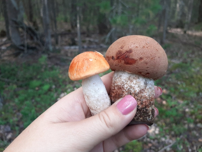 Подосиновик красноголовик