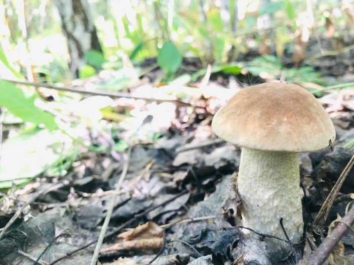 Подберезовик обыкновенный