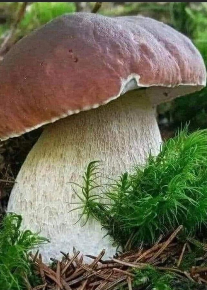 Грибы белый гриб