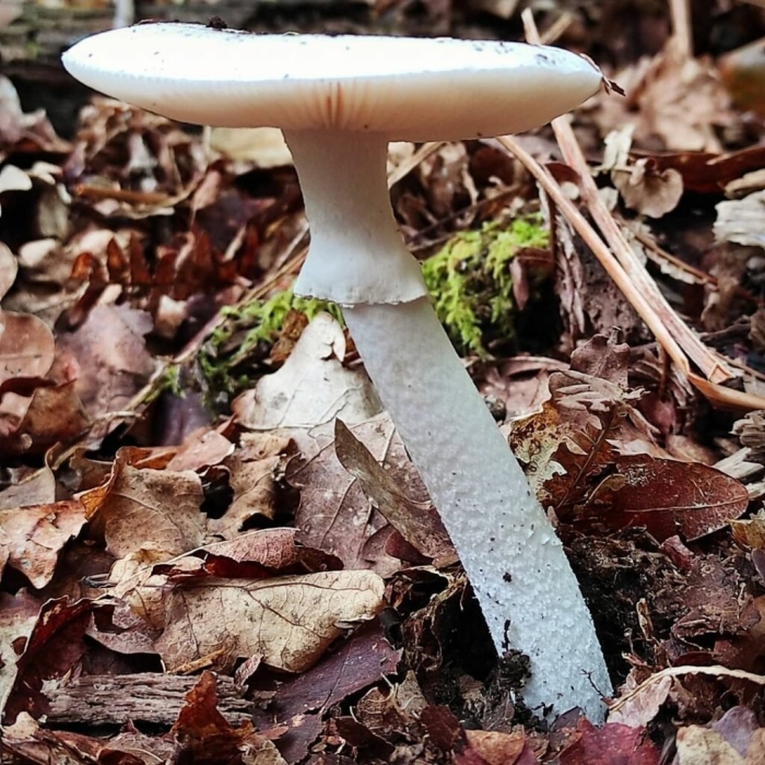 Белые мухоморы