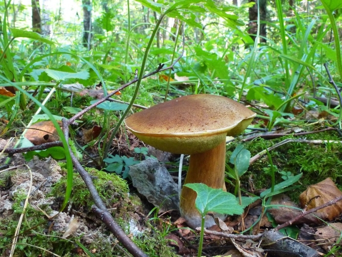 Моховик польский гриб