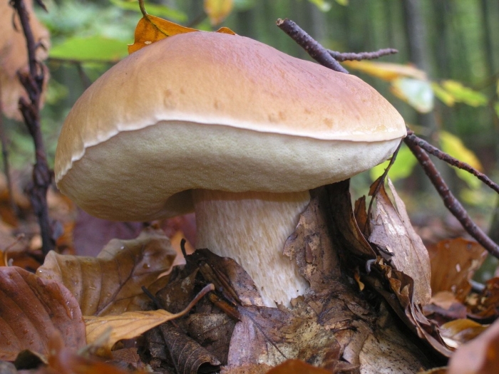 Boletus edulis – белый гриб