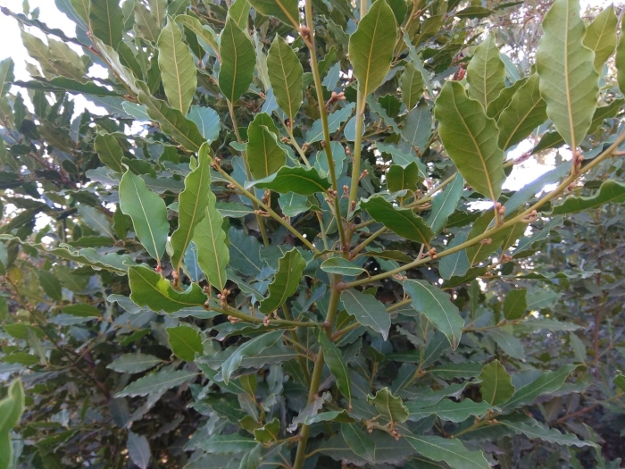 Лаврушка куст крым