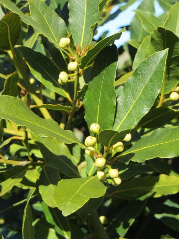 Лавр благородный (laurus nobilis)