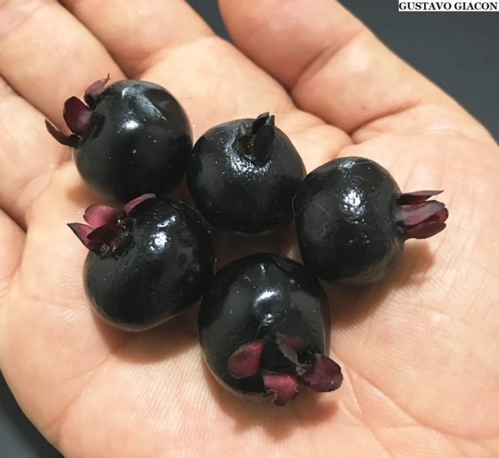 Грумичама фрукт