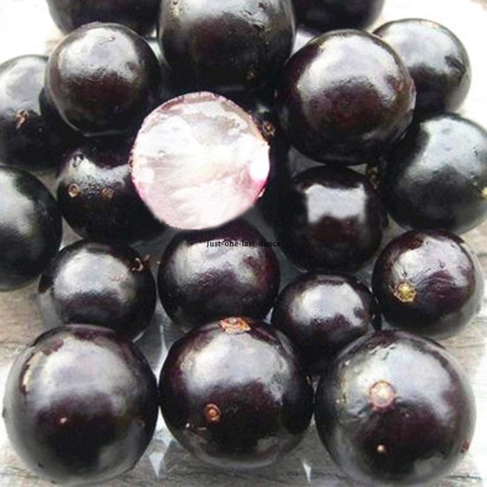 Джаботикаба фрукт