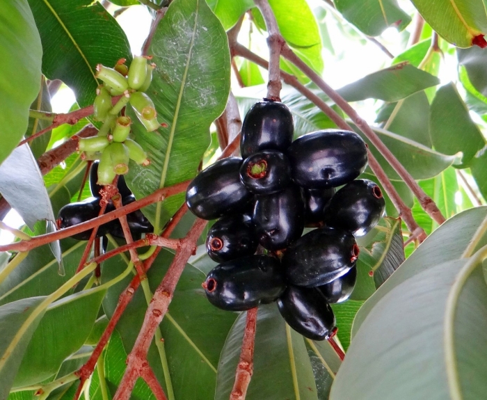 Syzygium cumini