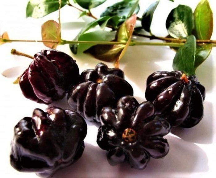 Суринамская вишня питанга