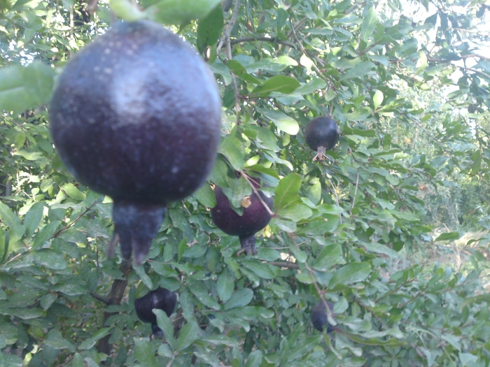 Гранат черный принц