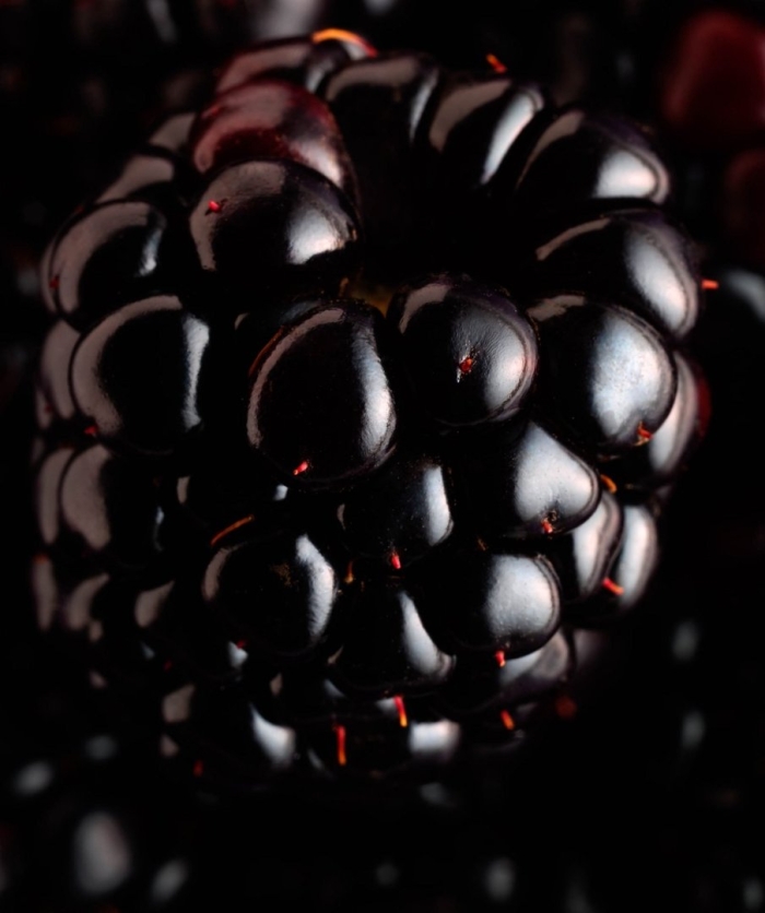 Ягода ежевика