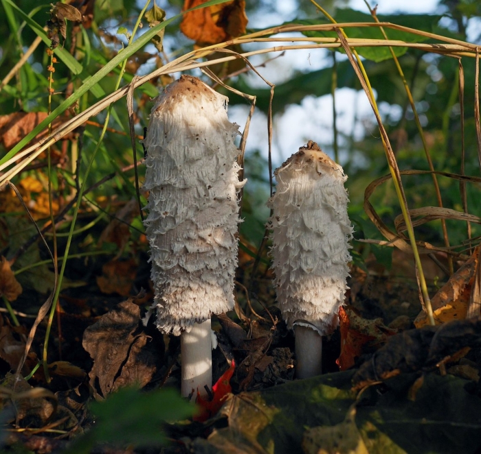 Гриб навозник