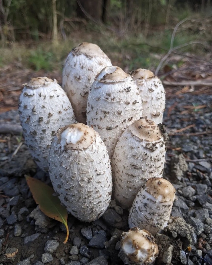 Гриб навозник белый