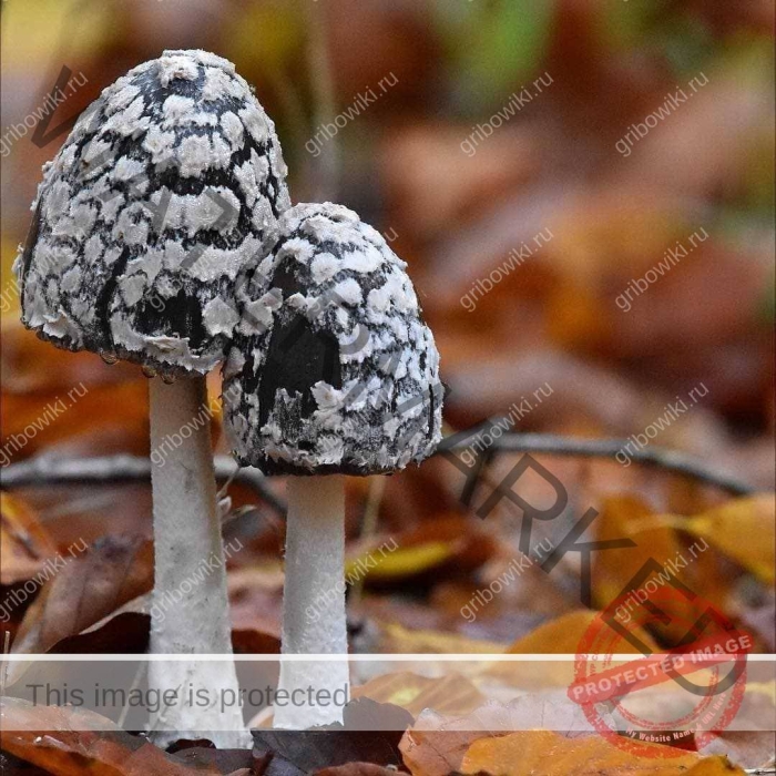 Гриб навозник дятловый