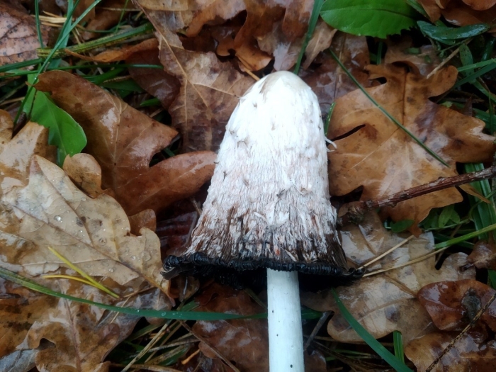 Чернильный гриб навозник белый